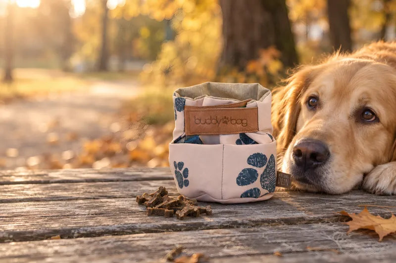 Buddybag mit Leckerlis auf einer Holzbank im Herbstwald, daneben ein Golden Retriever